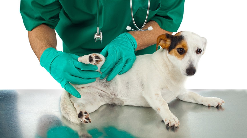 狗遺傳病-哪些狗狗易有先天性疾病-症狀-診斷及照顧須知